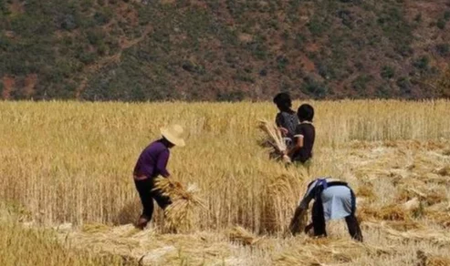 “拔萝卜又叫又疼”惊现奇怪现象：农田内竟发现神秘生物让农民心惊胆战！
