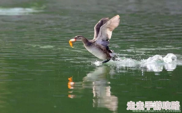 蝌蚪窝的一个释放的平台：全新生态保护项目启动，助力水生生物多样性恢复！