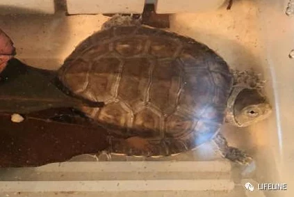 蝌蚪窝的一个释放的平台：全新生态保护项目启动，助力水生生物多样性恢复！