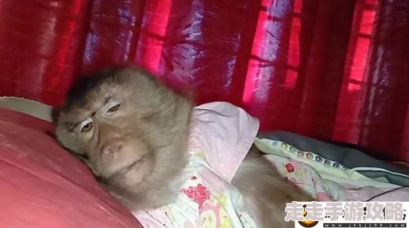 男女一起努力生猴子不盖被子，竟引发全网热议，网友纷纷围观讨论背后深意！