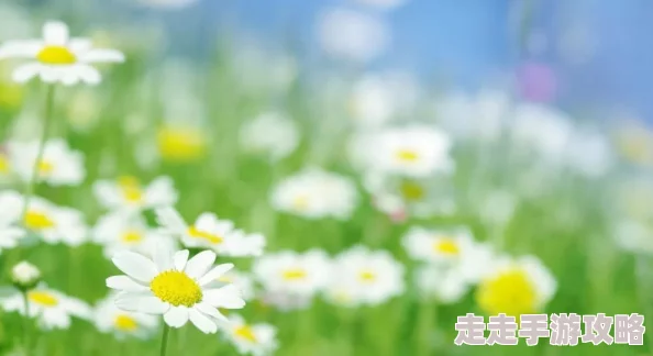草草线禁成18年在线视频最新进展：相关部门加强监管，推动网络内容合规化，保障青少年健康成长