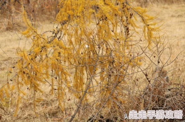 僧人尼姑和尚裤子：传统与现代的碰撞，探讨宗教服饰在当代社会中的新意义与影响