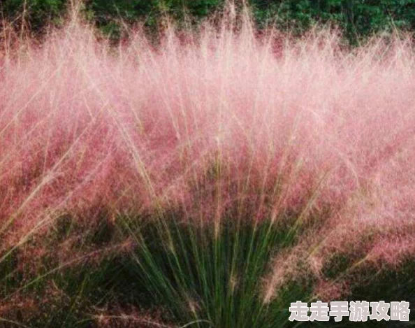 欧美乱子YEIIOWVIDEO，真是让人感到震惊，这种内容居然能被传播，太不可思议了！