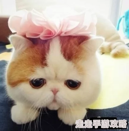 趣味纸萌猫乐园茶馆：掌握独特经营技巧，打造温馨盈利空间
