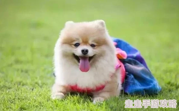 猫猫狗狗冰淇淋：趣味横溢的新手创意玩法建议与指南