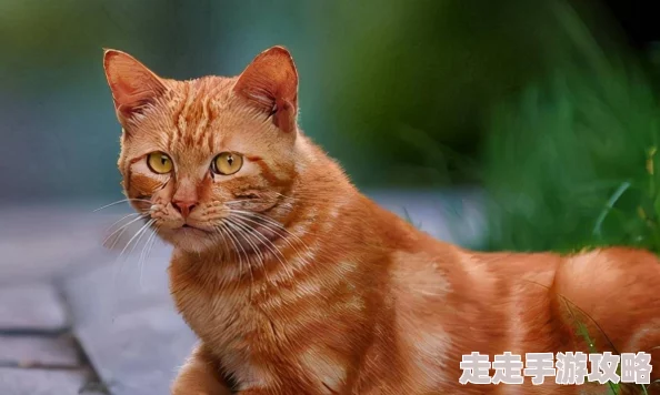 网友热议：探秘红猫大本猫营hmm，深度领略独特猫咪世界的无尽奥秘与魅力