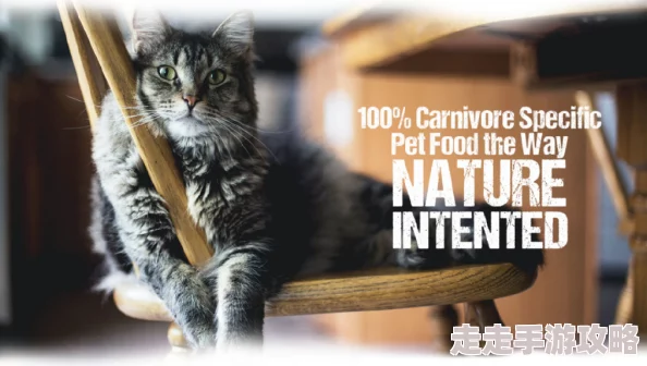 网友热议：探秘红猫大本猫营hmm，深度领略独特猫咪世界的无尽奥秘与魅力
